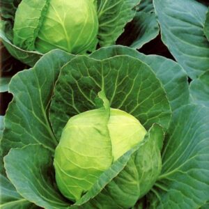 Golden Acre Cabbage Seeds