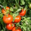 Rutgers Tomato Seeds