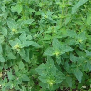 Alternative view of Greek Oregano, Winter Marjoram Seeds