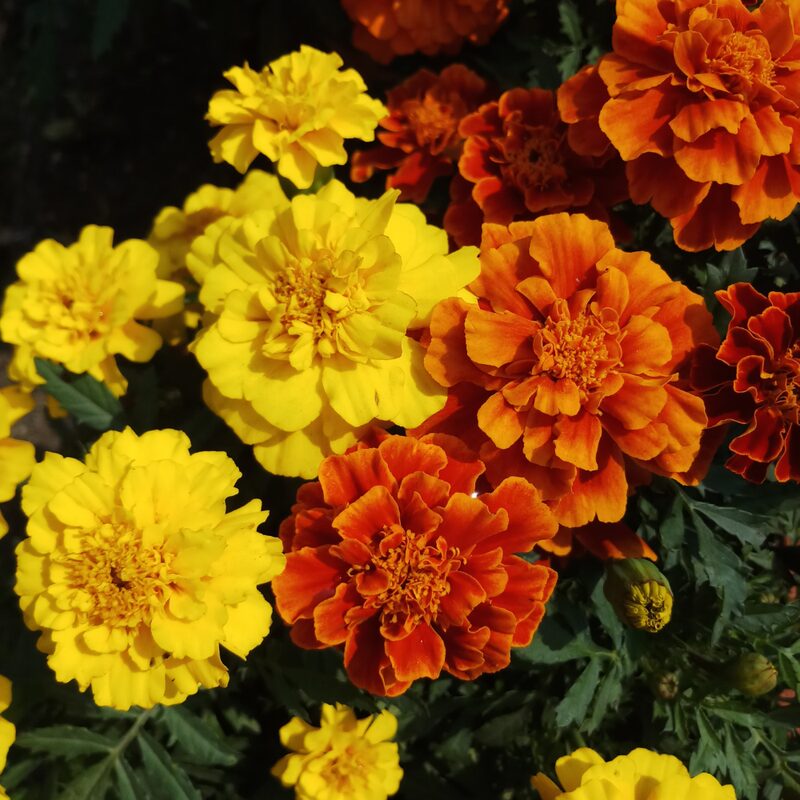 French Marigold Sparky Mix Seeds - Image 3