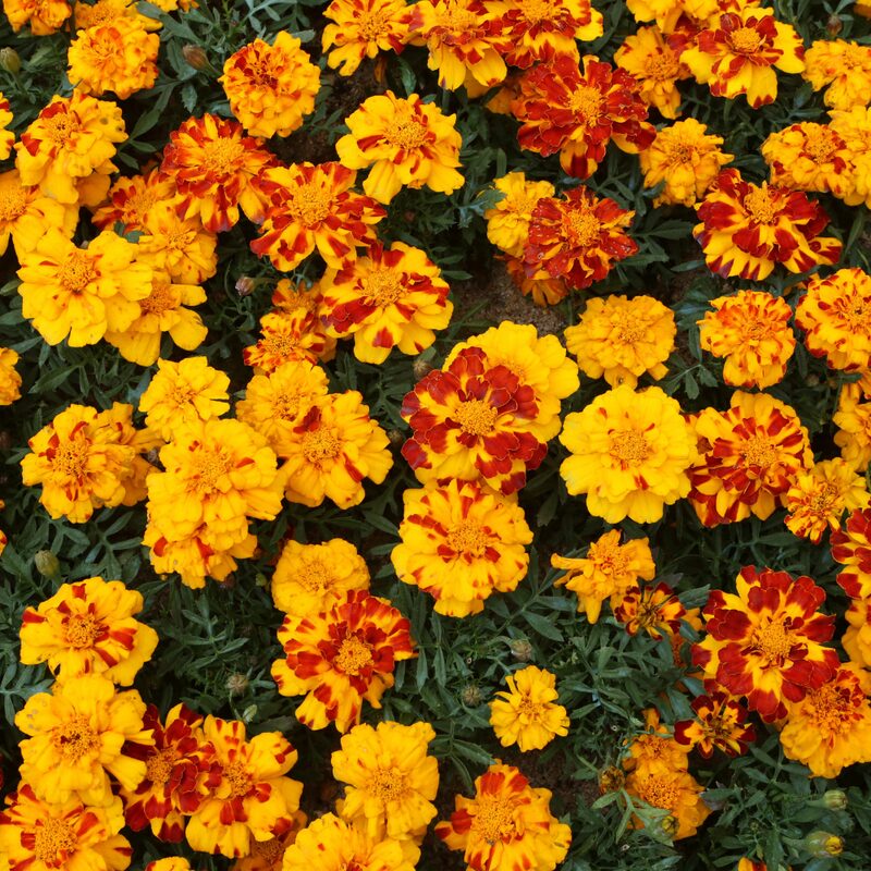 French Marigold Sparky Mix Seeds - Image 4