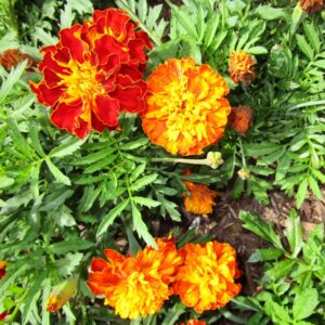 Alternative view of French Marigold Sparky Mix Seeds