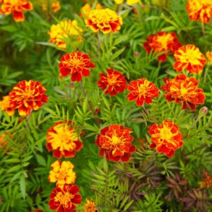 French Marigold Sparky Mix Seeds