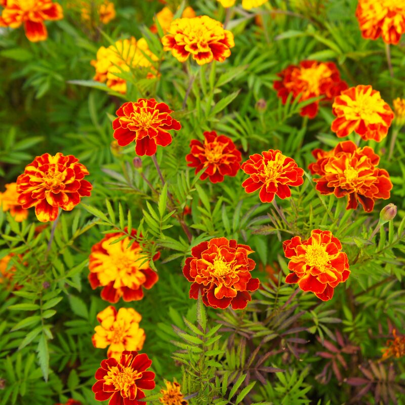 French Marigold Sparky Mix Seeds