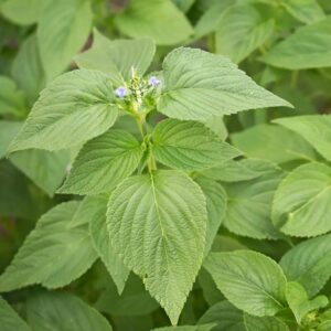 Alternative view of Chia Seeds, Salvia Hispanica
