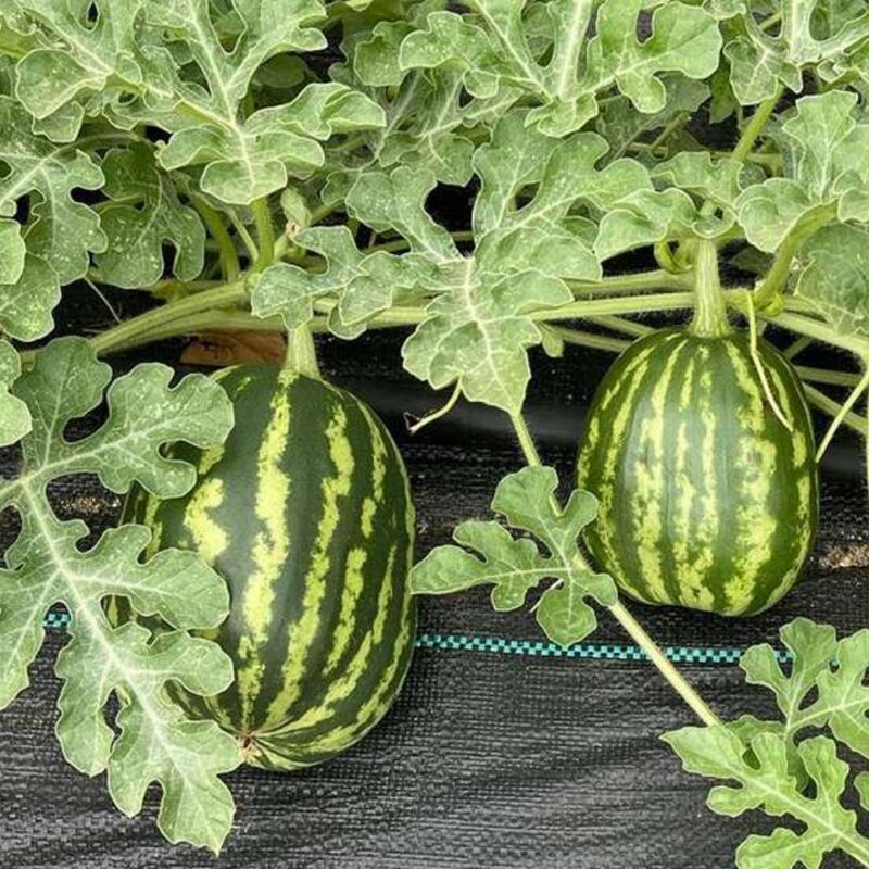 Dixie Queen Watermelon Seeds - Image 3