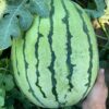 Dixie Queen Watermelon Seeds