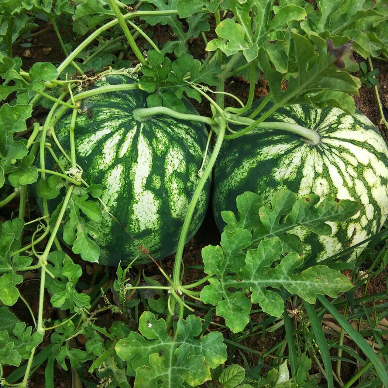 Dixie Queen Watermelon Seeds - Image 2
