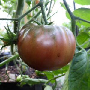 Alternative view of Paul Robeson Tomato Seeds