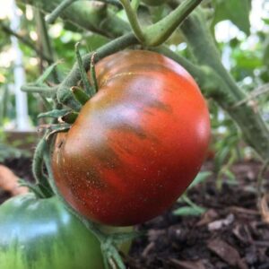 Paul Robeson Tomato Seeds