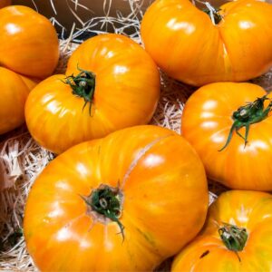 Alternative view of Yellow Brandywine Tomato Seeds, Indeterminate