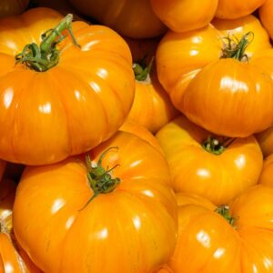 Yellow Brandywine Tomato Seeds, Indeterminate