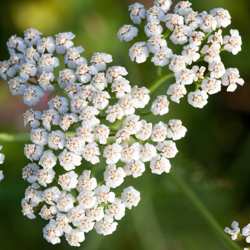 White Yarrow Wildflower Seeds - Image 3