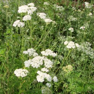 Alternative view of White Yarrow Wildflower Seeds