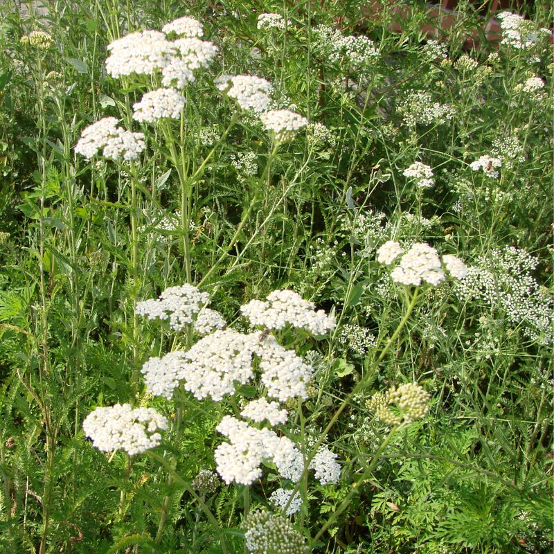 White Yarrow Wildflower Seeds - Image 2