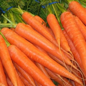 Alternative view of Imperator 58 Carrot Seeds, Danver