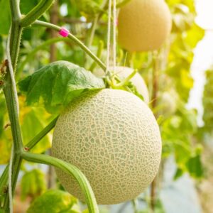 Alternative view of Honey Rock Melon Seeds, Cantaloupe Seeds