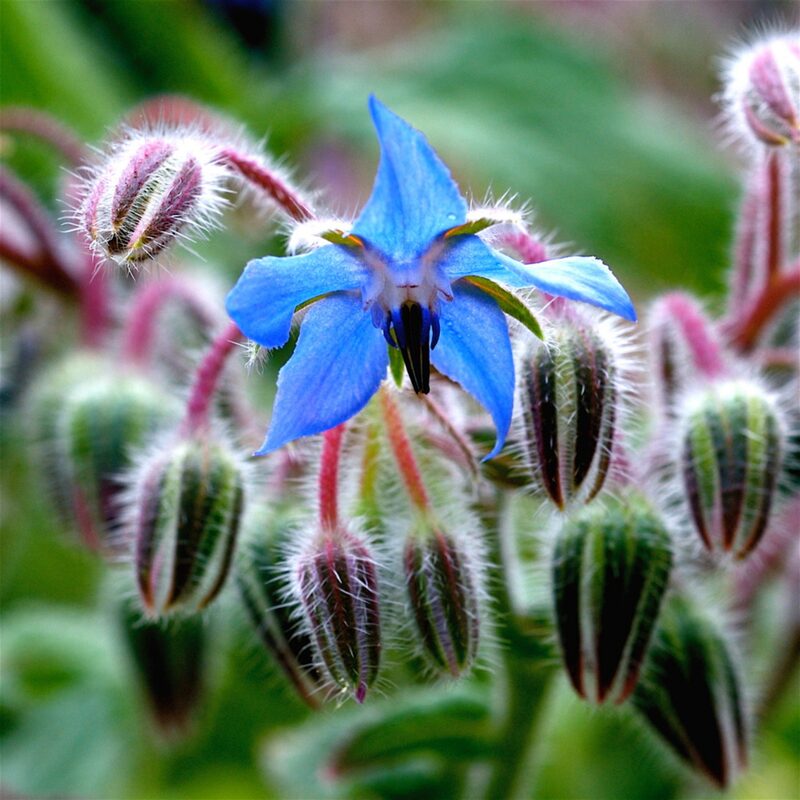 Borage Seeds, Starflower, Tailwort Seeds - Image 4