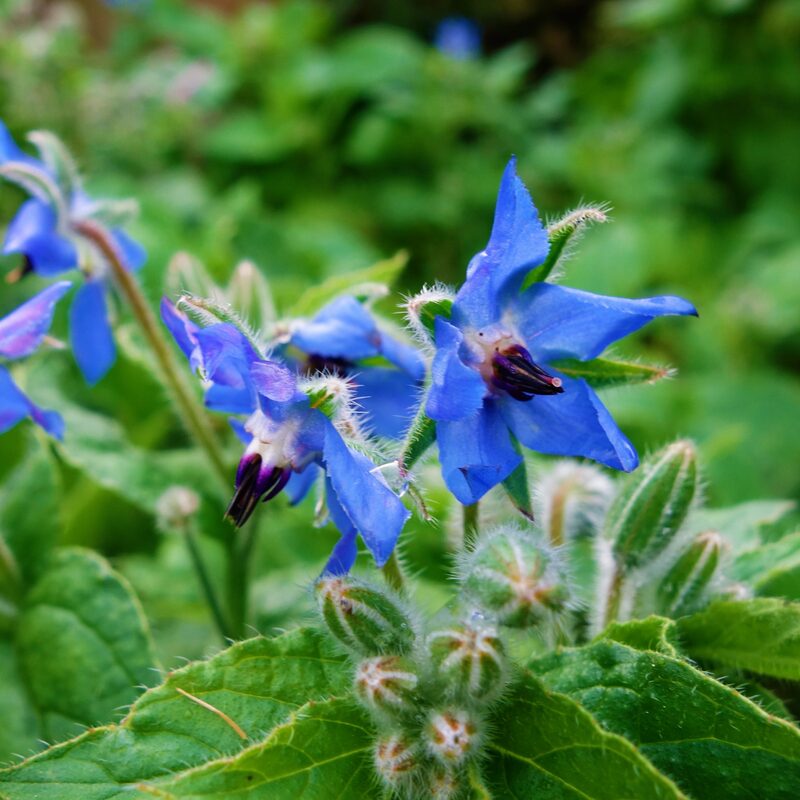 Borage Seeds, Starflower, Tailwort Seeds - Image 3