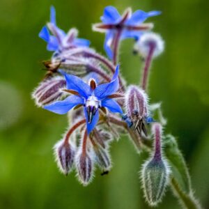 Borage Seeds, Starflower, Tailwort Seeds