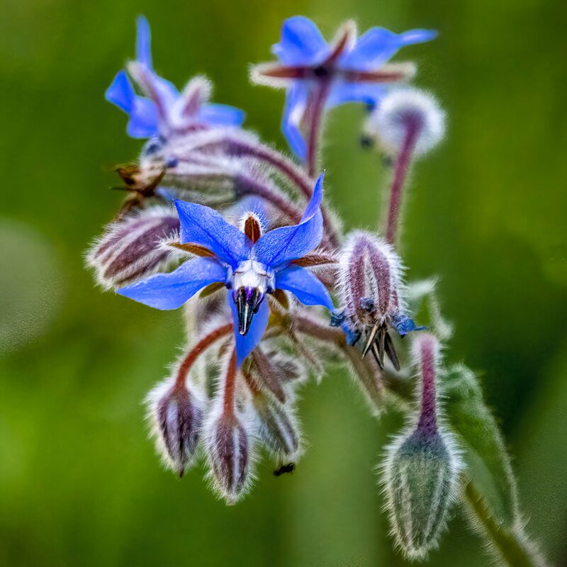 Borage Seeds, Starflower, Tailwort Seeds