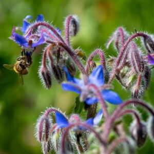Alternative view of Borage Seeds, Starflower, Tailwort Seeds