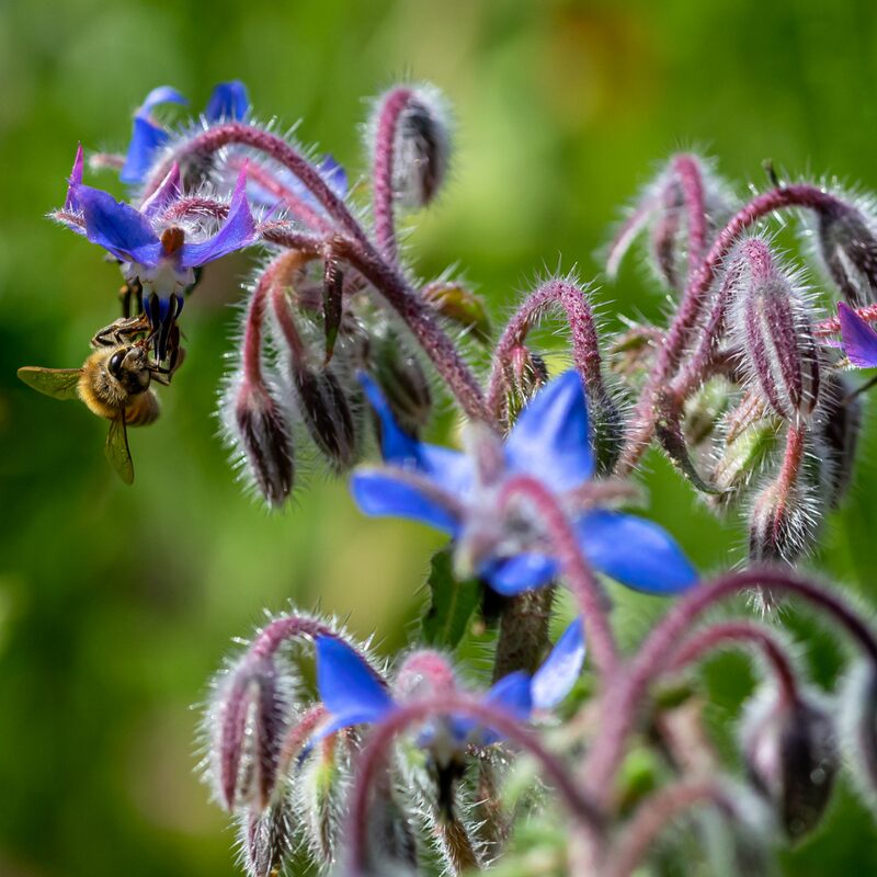 Borage Seeds, Starflower, Tailwort Seeds - Image 2