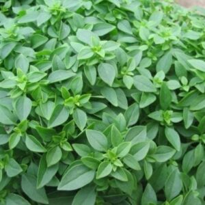 Alternative view of Dwarf Greek Basil Seeds