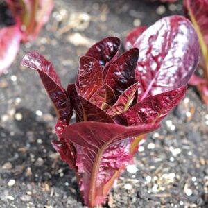Alternative view of Rouge D'Hiver Lettuce Seeds, Red Romaine