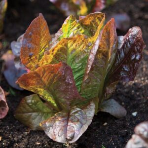 Rouge D'Hiver Lettuce Seeds, Red Romaine