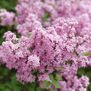 Alternative view of Lilac Tree Live Plant - Ready To Plant - Well Rooted - Outdoor - Spring, Fall Planting