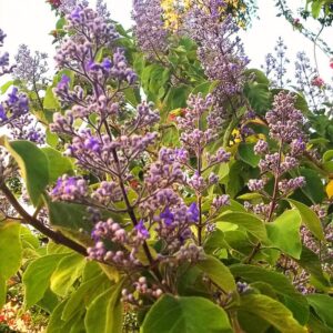 Lilac Tree Live Plant - Ready To Plant - Well Rooted - Outdoor - Spring, Fall Planting