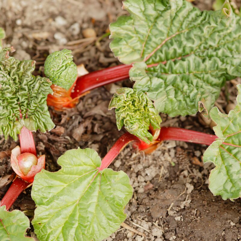 Victoria Rhubarb Plants For Planting Live Root - Large Crown Root Division - Heirloom - Outdoors - Spring, Fall Planting - Image 3