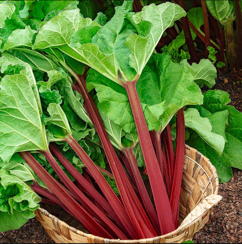 Victoria Rhubarb Plants For Planting Live Root - Large Crown Root Division - Heirloom - Outdoors - Spring, Fall Planting - Image 2