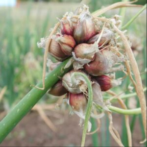 Egyptian Walking Onion for Planting- Heirloom - Outdoors - Zone: 3-10
