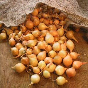 Alternative view of White Onion Bulbs for Planting, 100 Bulbs, Bulbing Onion Seeds, Onion Bulbs For Planting, Onion Sets, Bulk Onion Sets