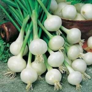 White Onion Bulbs for Planting, 100 Bulbs, Bulbing Onion Seeds, Onion Bulbs For Planting, Onion Sets, Bulk Onion Sets
