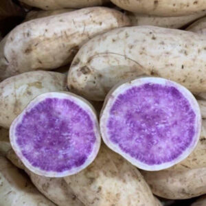 Okinawa Sweet Potato Slips, Sweet Potato Vine Live Plant - 5 Rooted Plants - Non-Gmo Organic - Well Rooted - Zone: 10-11- Outdoors - Full Sun