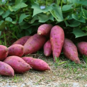 Japanese Red Sweet Potato Slips, Sweet Potato Vine Live Plant - 3 Rooted Plants Non-Gmo Organic - Well Rooted - Zone: 10-11- Outdoors - Full Sun