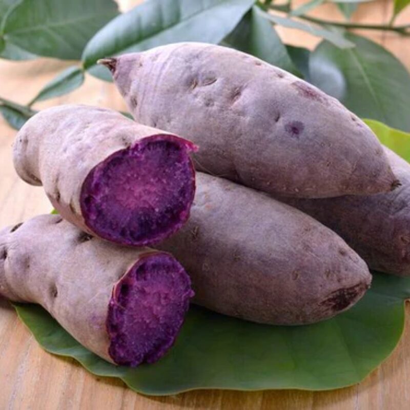 Purple Sweet Potato Slips, Sweet Potato Vine Live Plant - 3 Rooted Plants - Non-Gmo Organic - Well Rooted - Zone: 10-11- Outdoors - Full Sun - Image 6