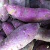 Purple Sweet Potato Slips, Sweet Potato Vine Live Plant - 3 Rooted Plants - Non-Gmo Organic - Well Rooted - Zone: 10-11- Outdoors - Full Sun
