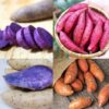 Mixed Sweet Potato Slips, Sweet Potato Vine Live Plant - 20 Slips - Non-Gmo Organic - Well Rooted - Zone: 10-11- Outdoors - Full Sun