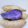 Okinawa Sweet Potato Slips, Sweet Potato Vine Live Plant - 15 Slips Non-Gmo Organic - Well Rooted - Zone: 10-11- Outdoors - Full Sun