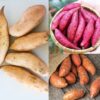 Mixed Colors Sweet Potato Slips, Sweet Potato Vine Live Plant - 15 Slips - Non-Gmo Organic - Well Rooted - Zone: 10-11- Outdoors - Full Sun