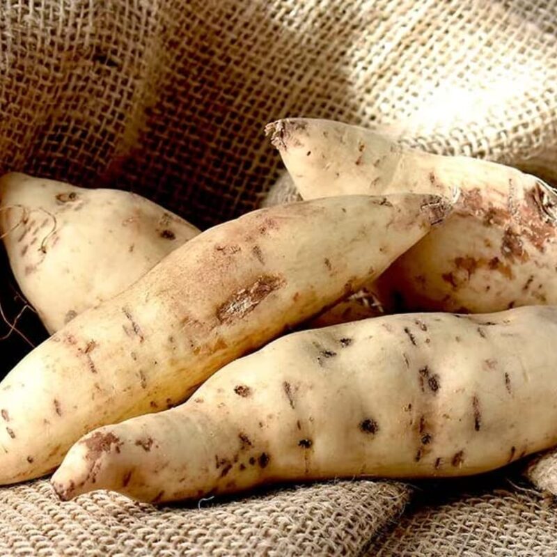 White Sweet Potato Slips, Sweet Potato Vine Live Plant - 10 Slips - Non-Gmo Organic - Well Rooted - Zone: 10-11- Outdoors - Full Sun - Image 5