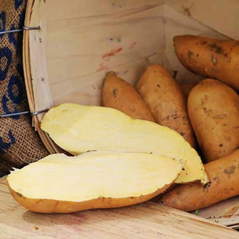 White Sweet Potato Slips, Sweet Potato Vine Live Plant - 10 Slips - Non-Gmo Organic - Well Rooted - Zone: 10-11- Outdoors - Full Sun - Image 6