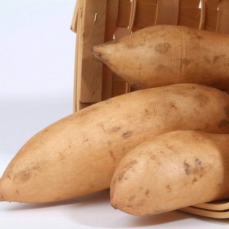 White Sweet Potato Slips, Sweet Potato Vine Live Plant - 10 Slips - Non-Gmo Organic - Well Rooted - Zone: 10-11- Outdoors - Full Sun - Image 4