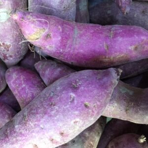 Purple Sweet Potato Slips, Sweet Potato Vine Live Plant - 10 Slips - Non-Gmo Organic - Well Rooted - Zone: 10-11- Outdoors - Full Sun
