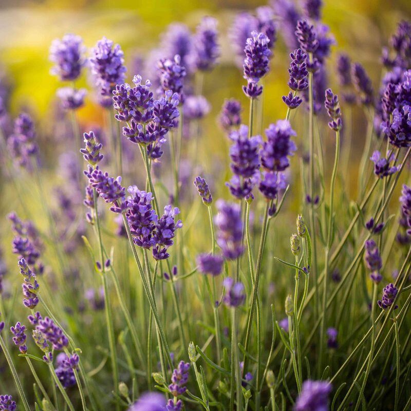 Lavender Live Plants - Image 3