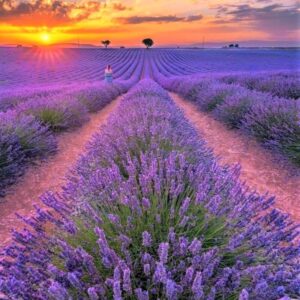 Alternative view of Lavender Live Plants